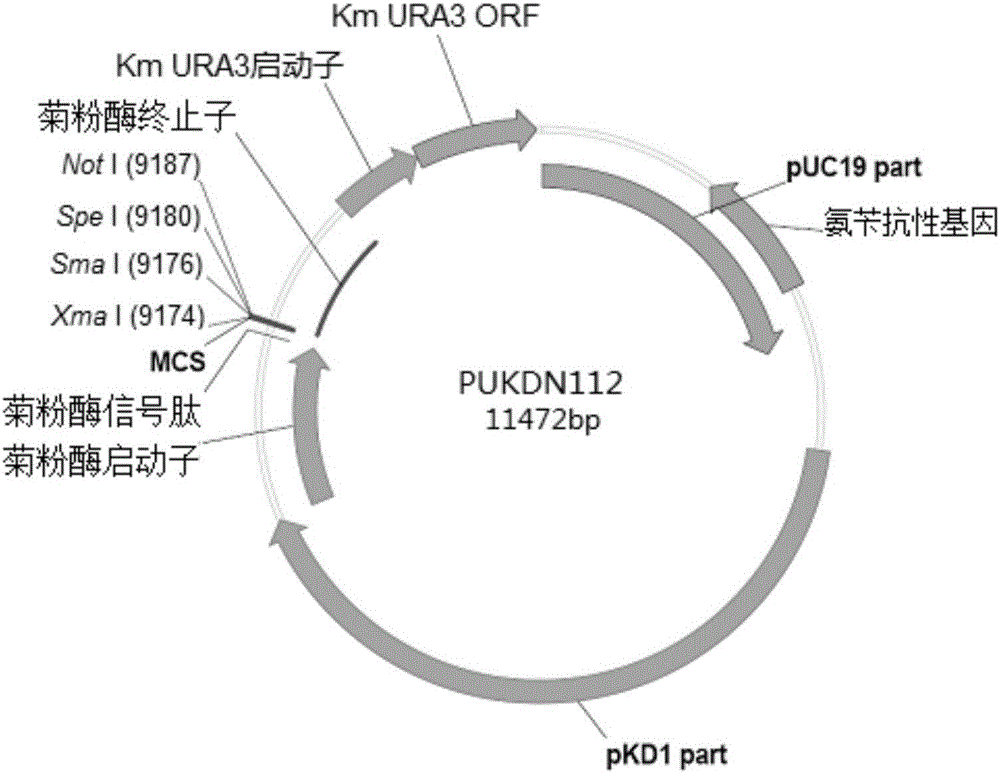 Recombinant vector used for carrying out foreign gene secretory expression in auxotrophic kluyveromyces marxianus strain
