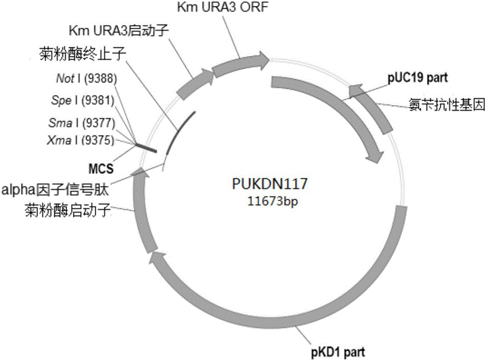 Recombinant vector used for carrying out foreign gene secretory expression in auxotrophic kluyveromyces marxianus strain