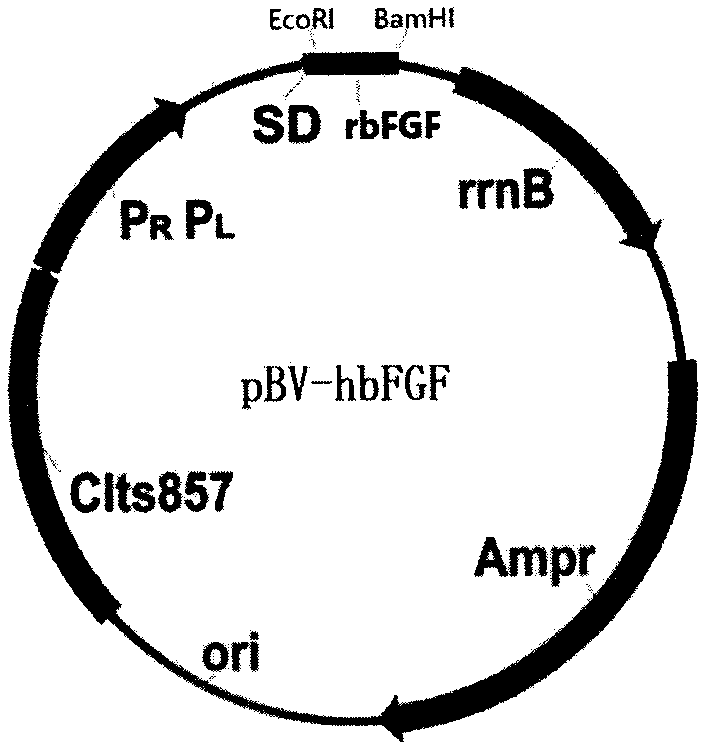 Polyethylene glycol modified recombinant human basic fibroblast growth factor
