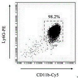 Exosomes derived from granulocytic myeloid-derived suppressor cell and application thereof
