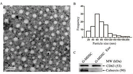 Exosomes derived from granulocytic myeloid-derived suppressor cell and application thereof