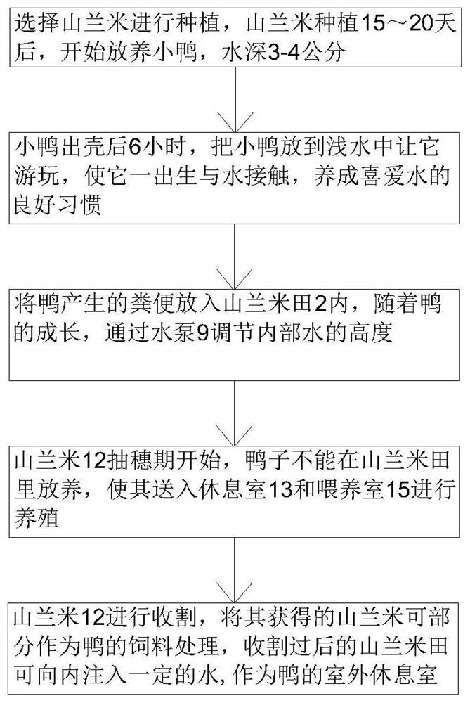 Green and environment-friendly three-dimensional rice and duck integrated farming system