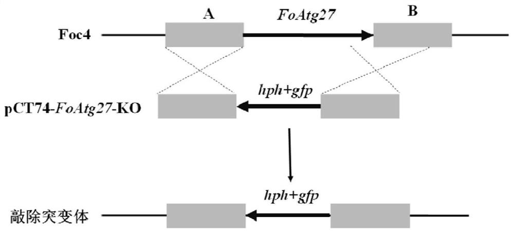 Application of protein FoAtg27 in regulation of pathogenicity of fusarium oxysporum