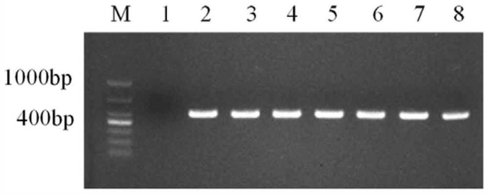 Application of protein FoAtg27 in regulation of pathogenicity of fusarium oxysporum