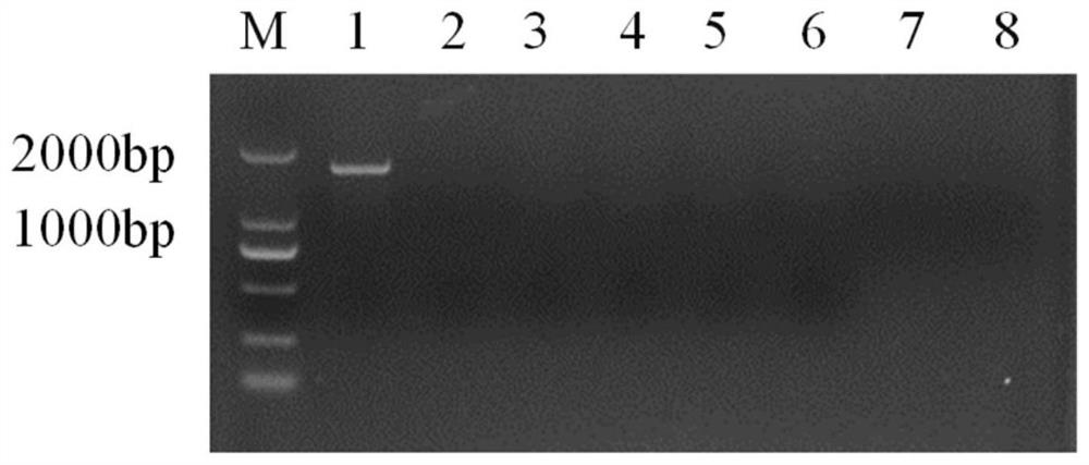 Application of protein FoAtg27 in regulation of pathogenicity of fusarium oxysporum