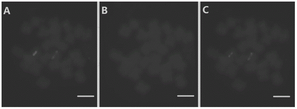 The method of re-hybridization of fish production