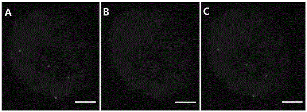 The method of re-hybridization of fish production