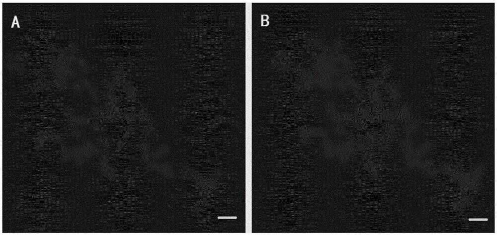 The method of re-hybridization of fish production