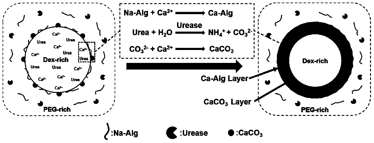 Preparation and application of PEG/Dex dual-aqueous-phase based calcium carbonate/calcium alginate composite microcapsules