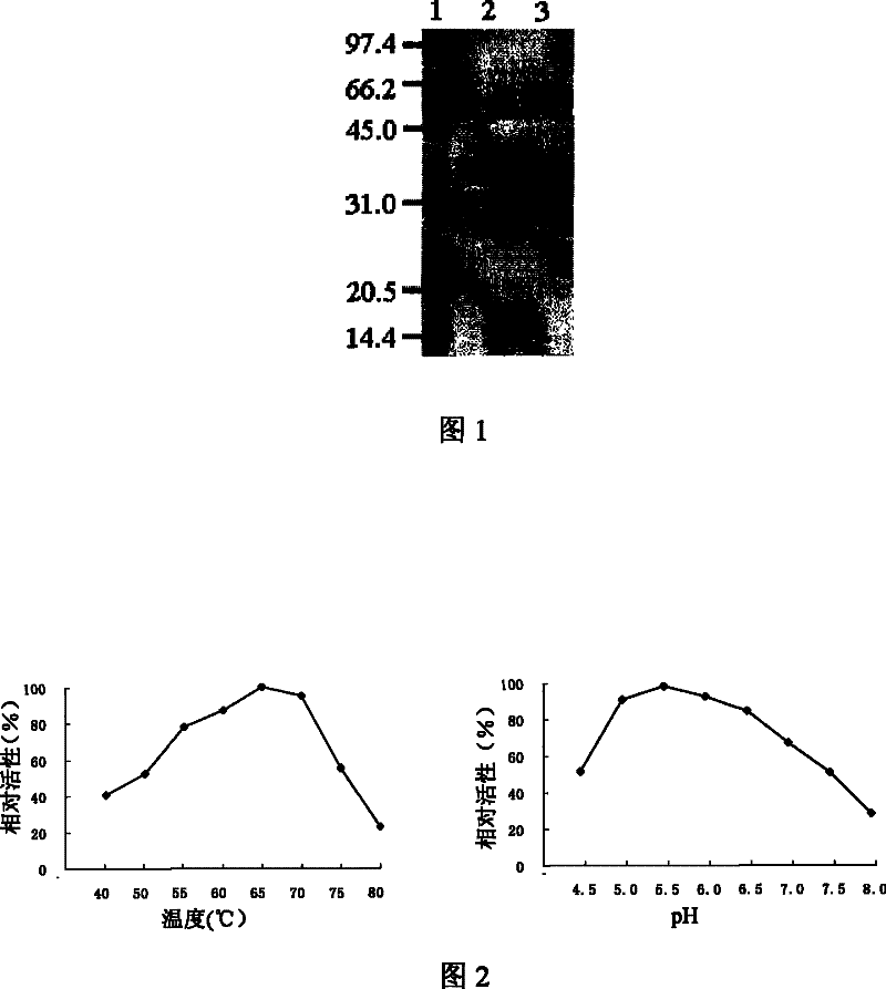 Beta-mannanase, gene, preparation method, vector and host cell