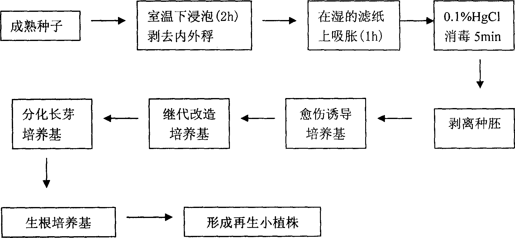 Cultivation regenerating method for wheatgrass mature embryo tissue