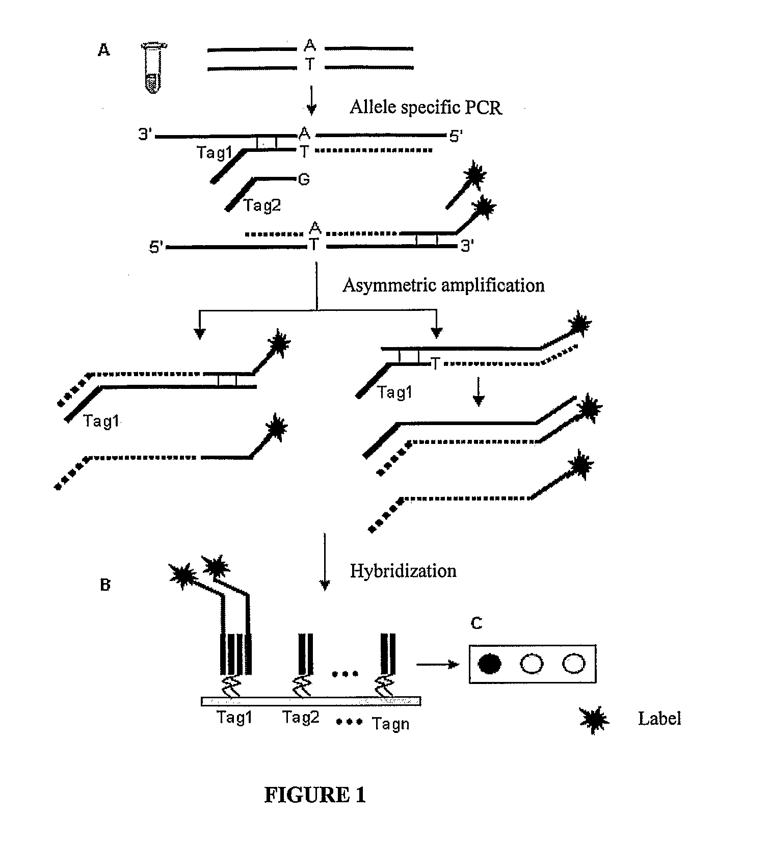 Methods for identification of alleles