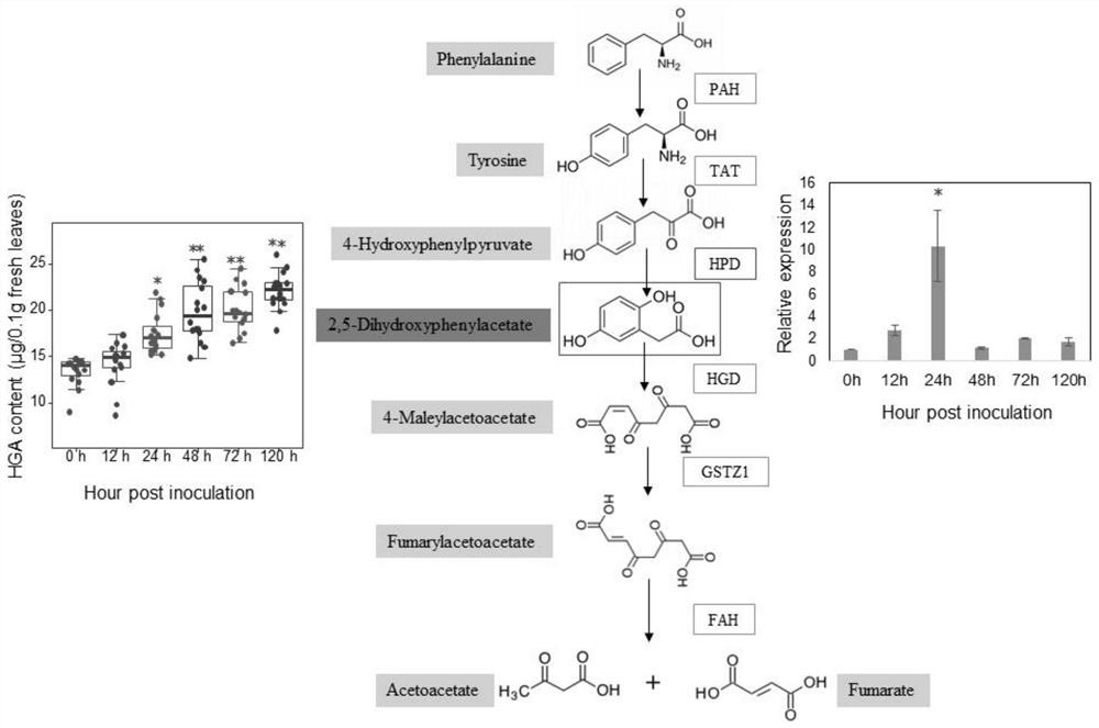 Wheat stripe rust resistance related metabolite as well as synthesis related gene and application thereof