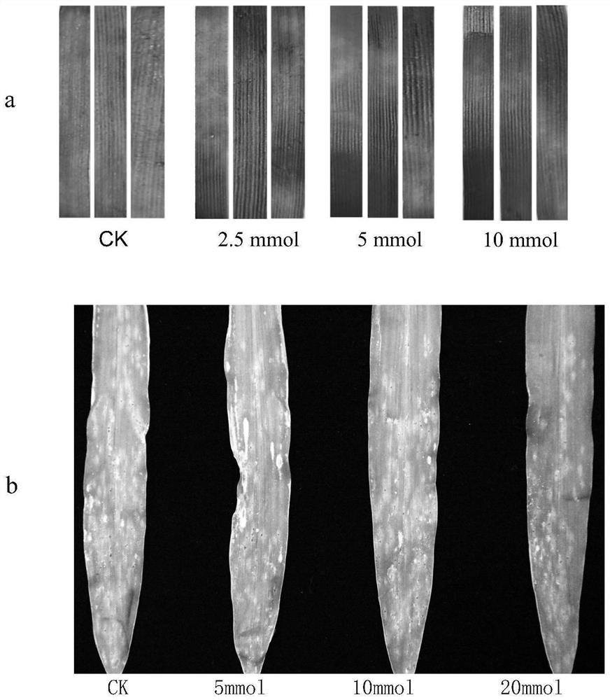 Wheat stripe rust resistance related metabolite as well as synthesis related gene and application thereof