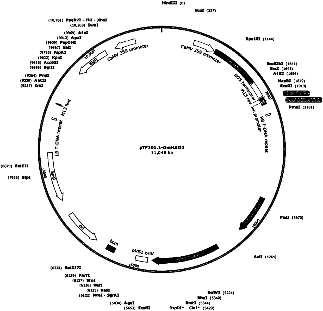 Protein GmHAD1 related to plant stress tolerance and encoding gene and application thereof