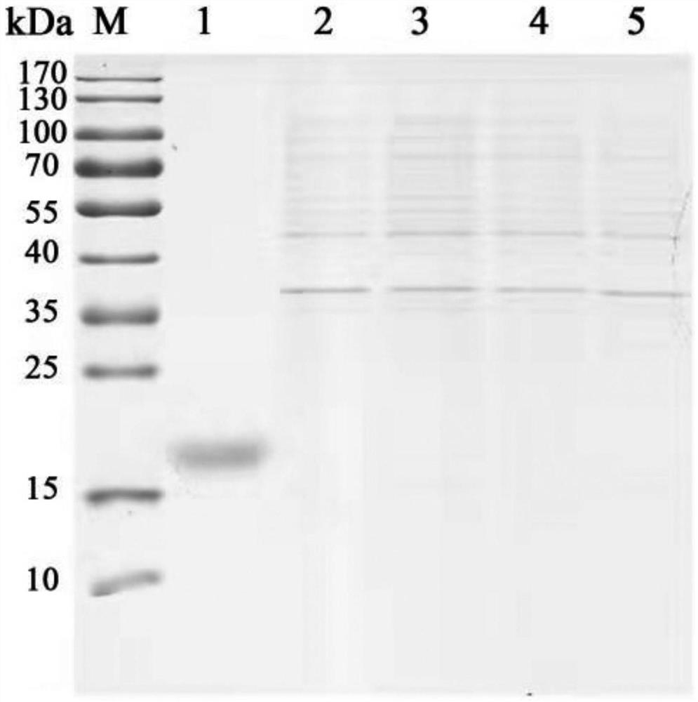 Method for efficiently expressing and secreting human growth hormone by utilizing escherichia coli