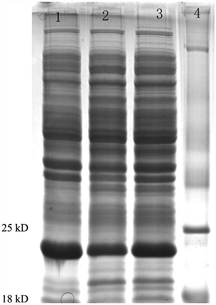 Method for efficiently expressing and secreting human growth hormone by utilizing escherichia coli