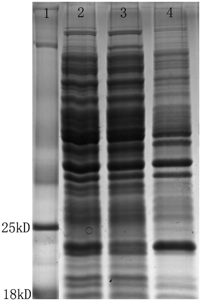 Method for efficiently expressing and secreting human growth hormone by utilizing escherichia coli