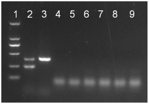 Double PCR primer set for simultaneous detection of MS-H vaccine strain and versatility and kit