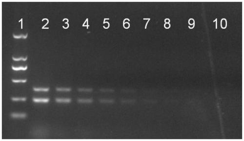Double PCR primer set for simultaneous detection of MS-H vaccine strain and versatility and kit