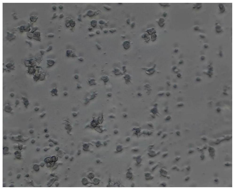 Co-culture method for in-vitro activation of DC cells through heat shock protein gp96-polypeptide complex