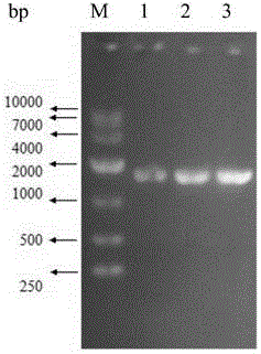 Bacillus cereus NiR (nitrite reductase), gene and application