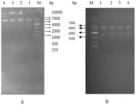 Bacillus cereus NiR (nitrite reductase), gene and application