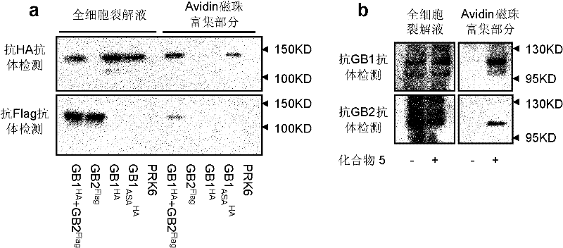 First glass photoaffinity labeling difunctional probe molecule and preparation method and application thereof