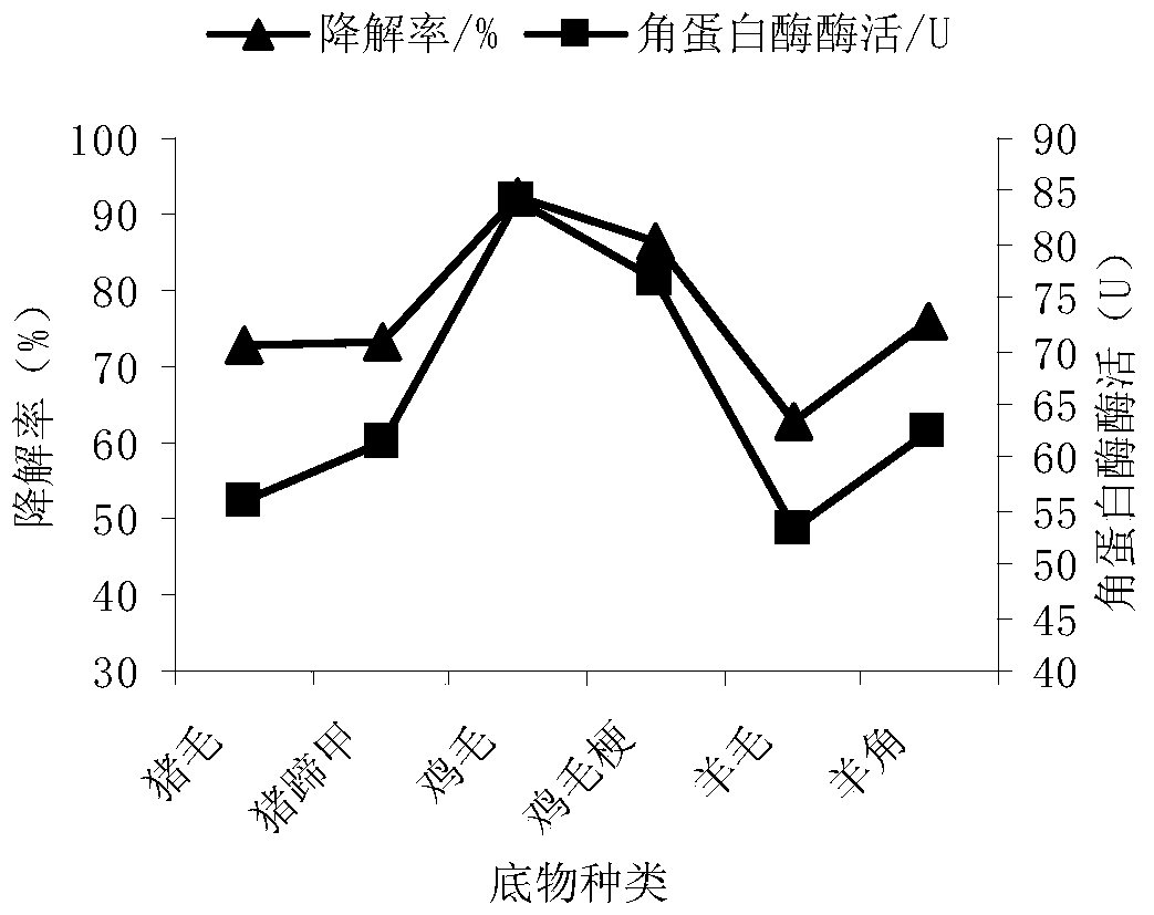 Streptomyces lutetsis lt-2 producing keratinase and its application method