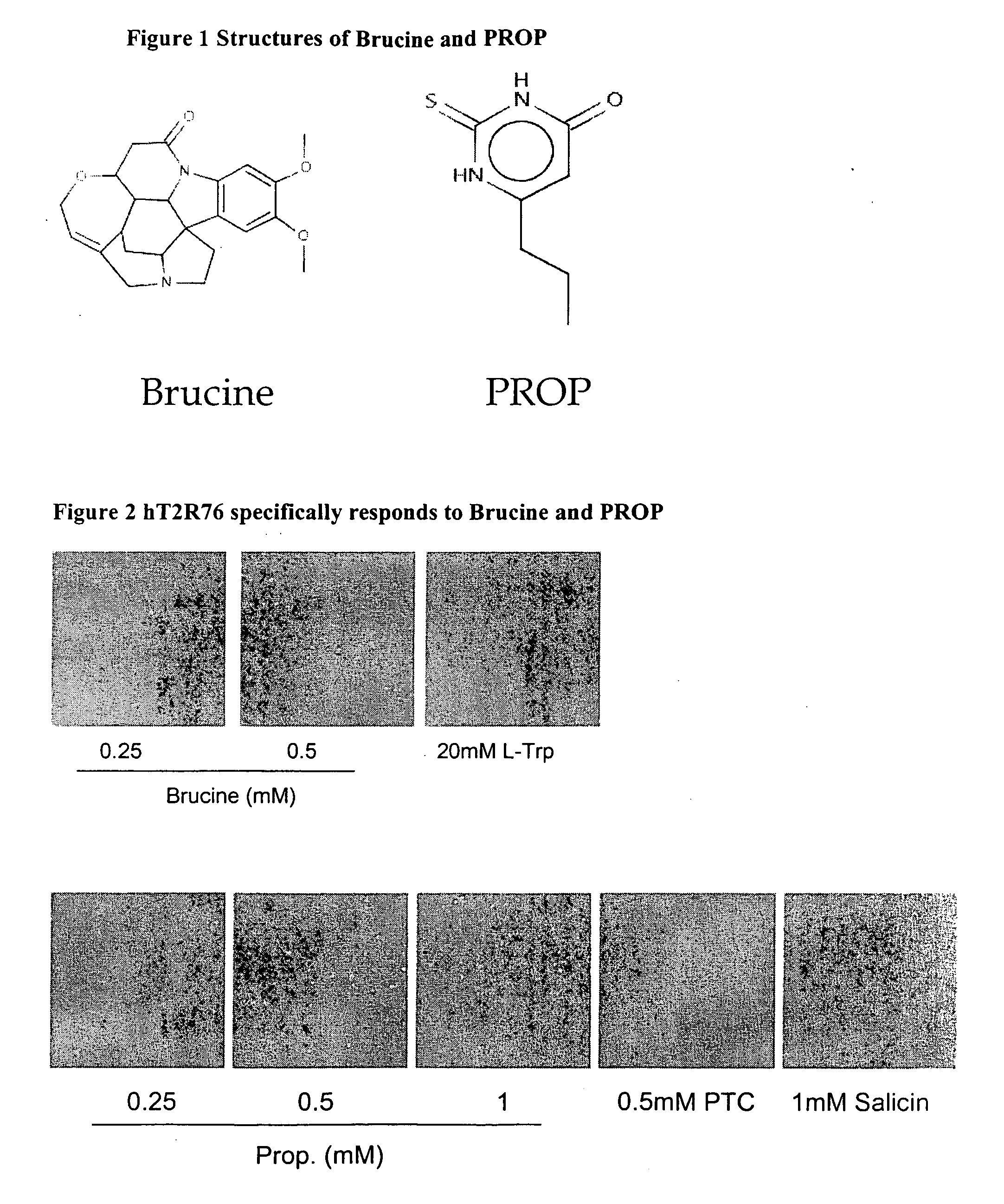 Identification of a novel bitter taste receptor T2R76 that specifically responds to brucine and prop bitter ligands