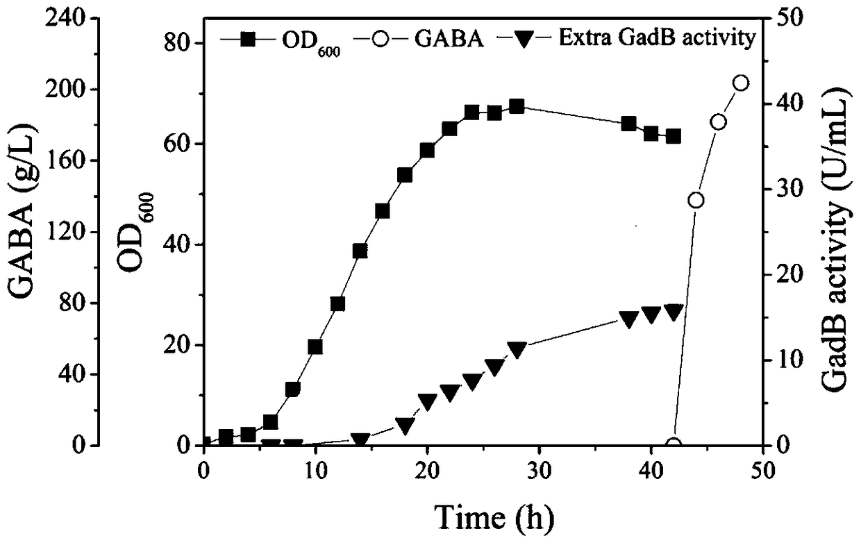 A method for producing gamma-aminobutyric acid