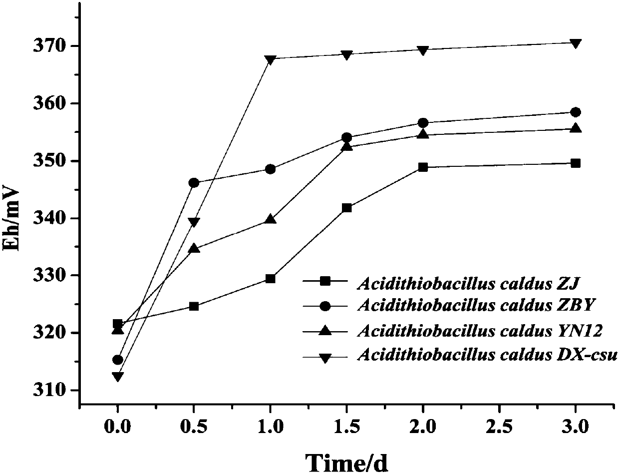 Strain of Acidithiobacillus caldus and culture medium and culture method thereof