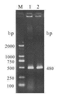 Yak copper zinc superoxide dismutase recombinant expression protein