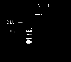 Allergen protein BA2 of Periplaneta americana and expression method thereof