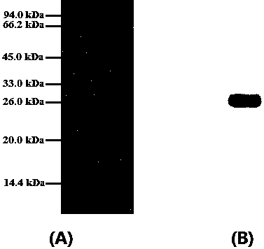 Allergen protein BA2 of Periplaneta americana and expression method thereof