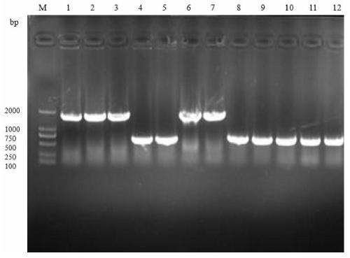 Glucosamine synthase producing bacterium based on CRISPR-Cas9 technology and construction method and application of glucosamine synthase producing bacterium