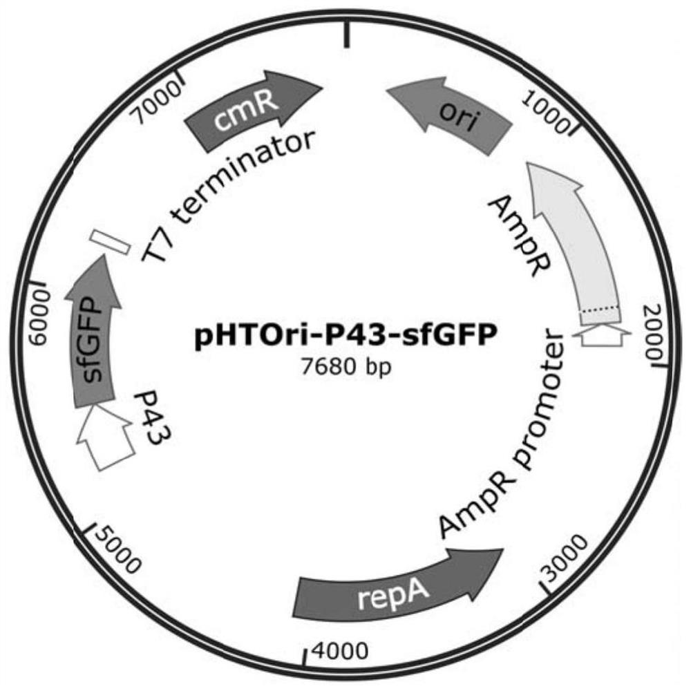 A highly efficient and stable dual-plasmid system for Bacillus subtilis