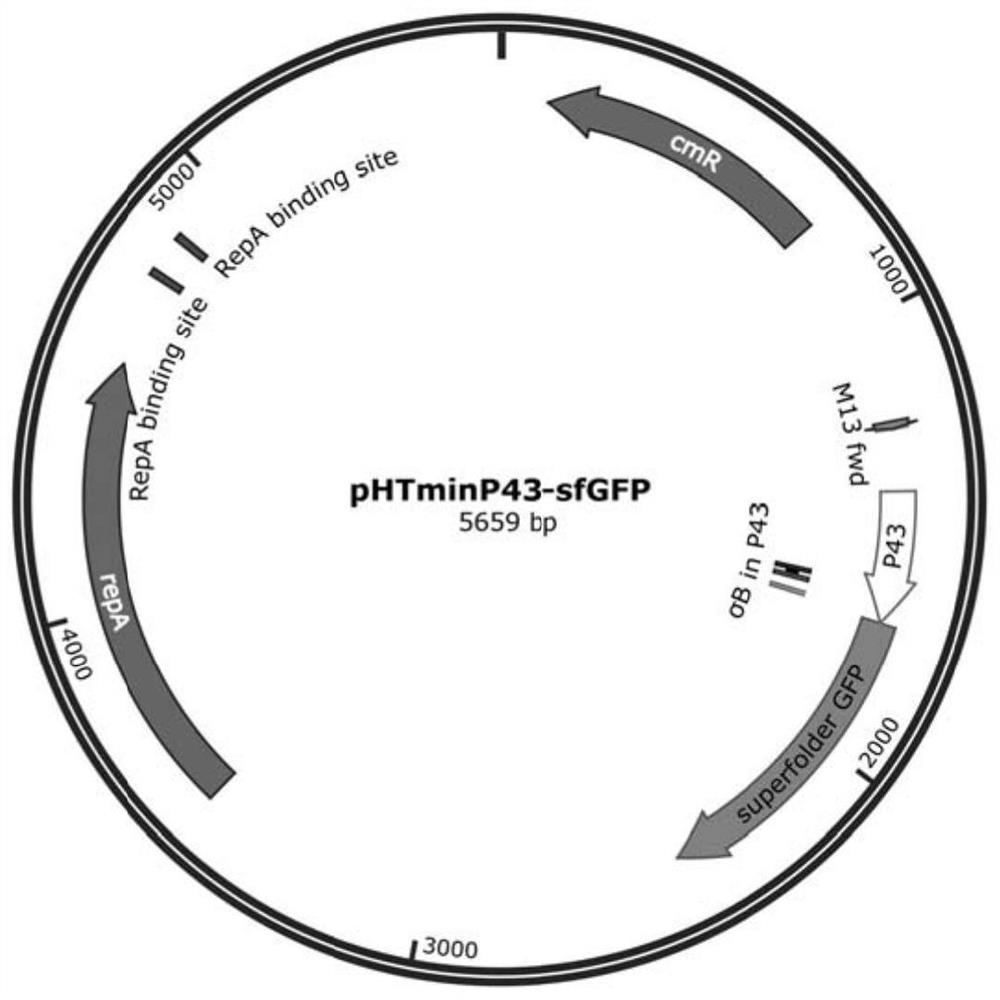 A highly efficient and stable dual-plasmid system for Bacillus subtilis