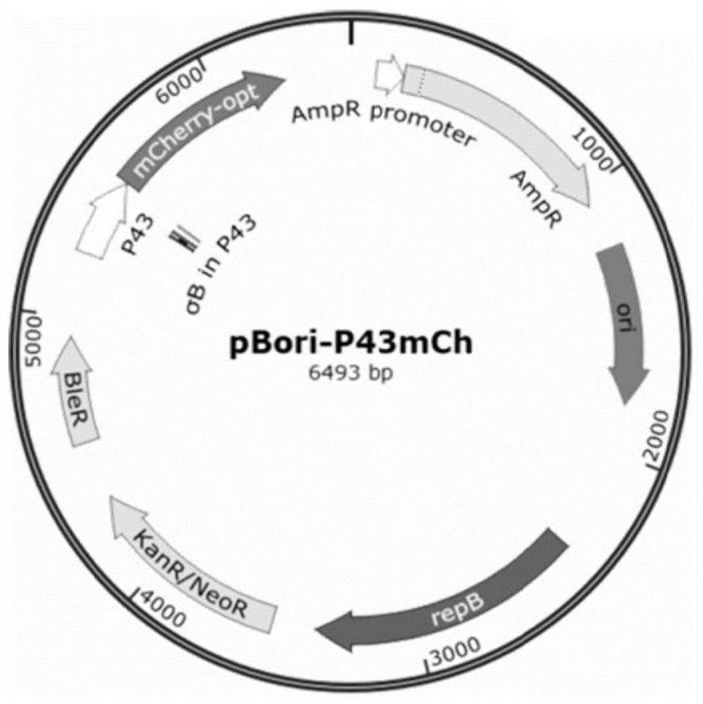 A highly efficient and stable dual-plasmid system for Bacillus subtilis