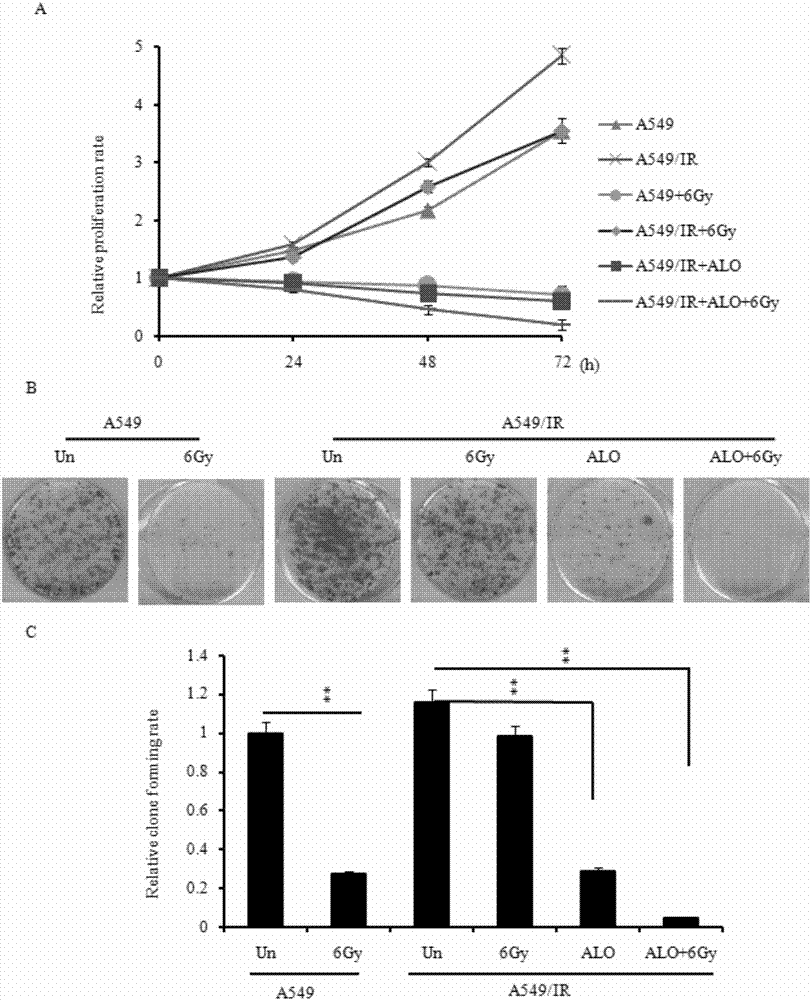 Application of aloperine to preparation of radiotherapeutic sensitizer for lung cancer