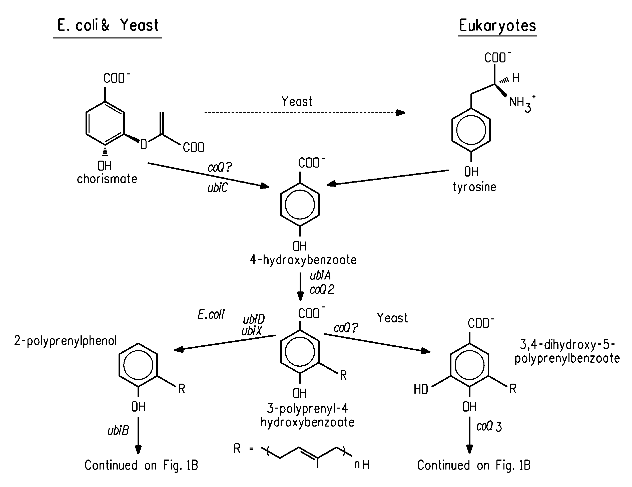Coenzyme Q10 Production in a Recombinant Oleaginous Yeast