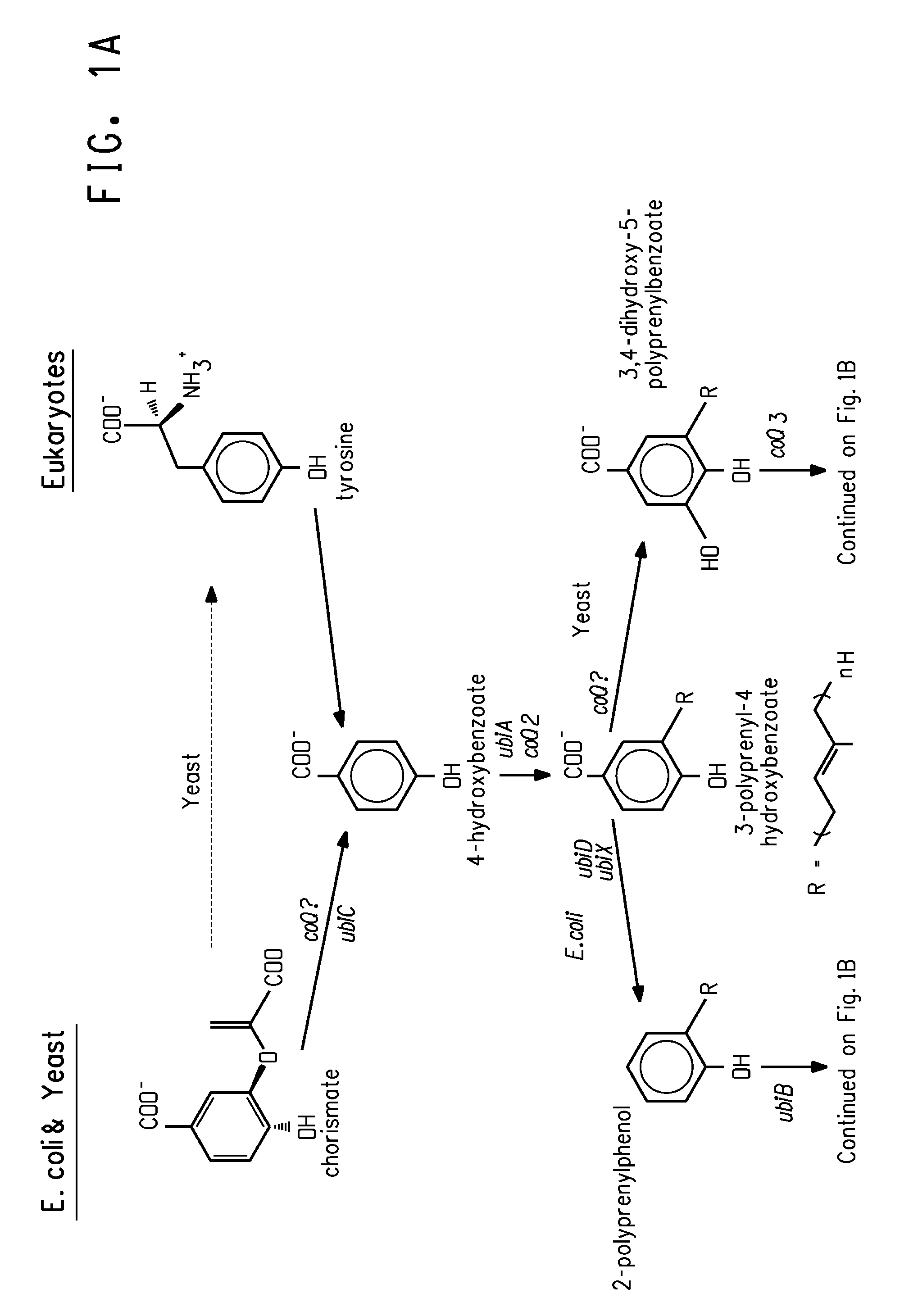 Coenzyme Q10 Production in a Recombinant Oleaginous Yeast