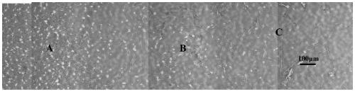 Method for preparing TC21 titanium alloy gradient structure with high strength and toughness