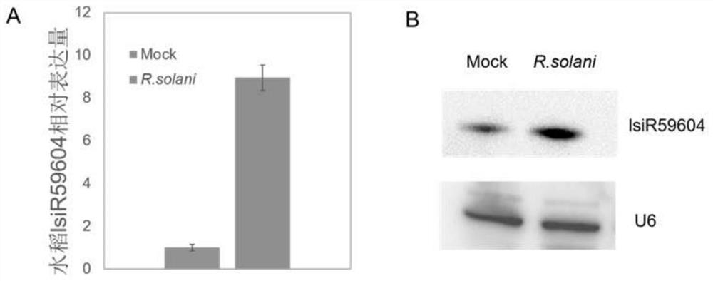 Application of a rice long-chain small RNA