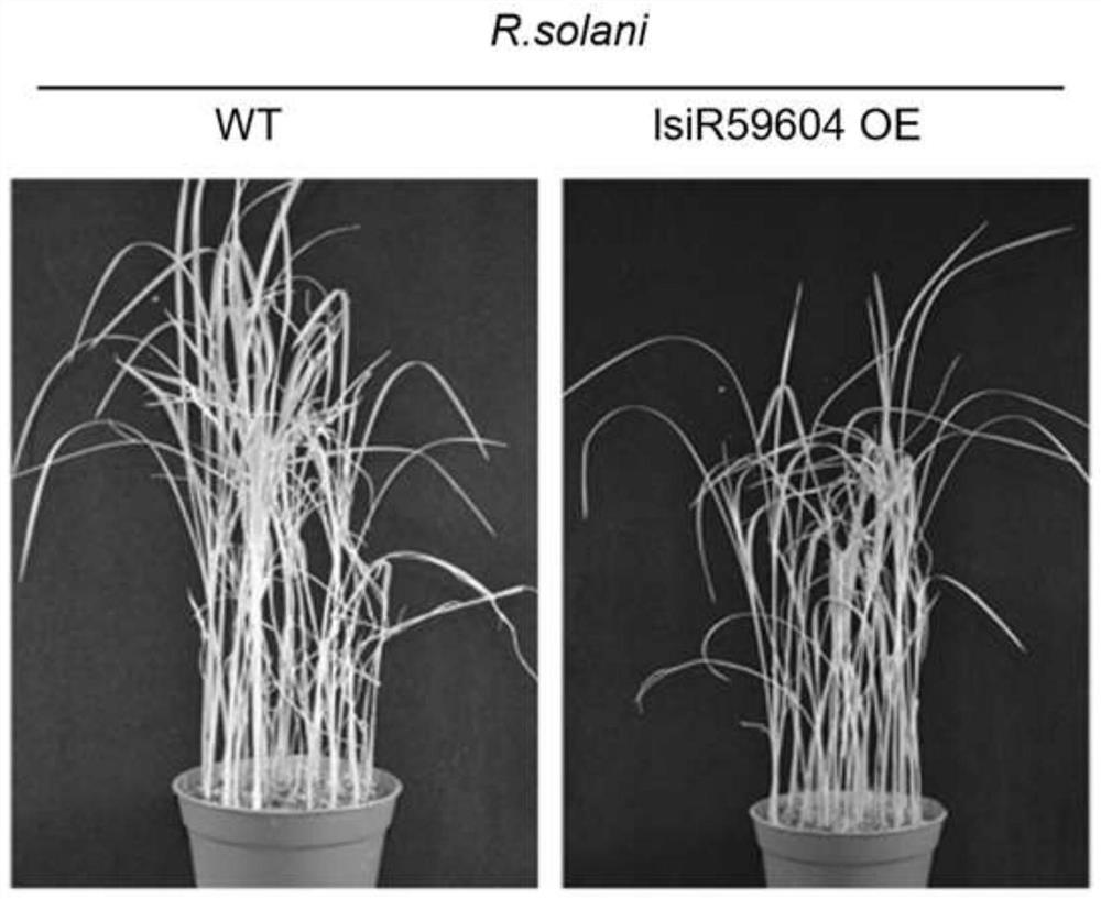 Application of a rice long-chain small RNA