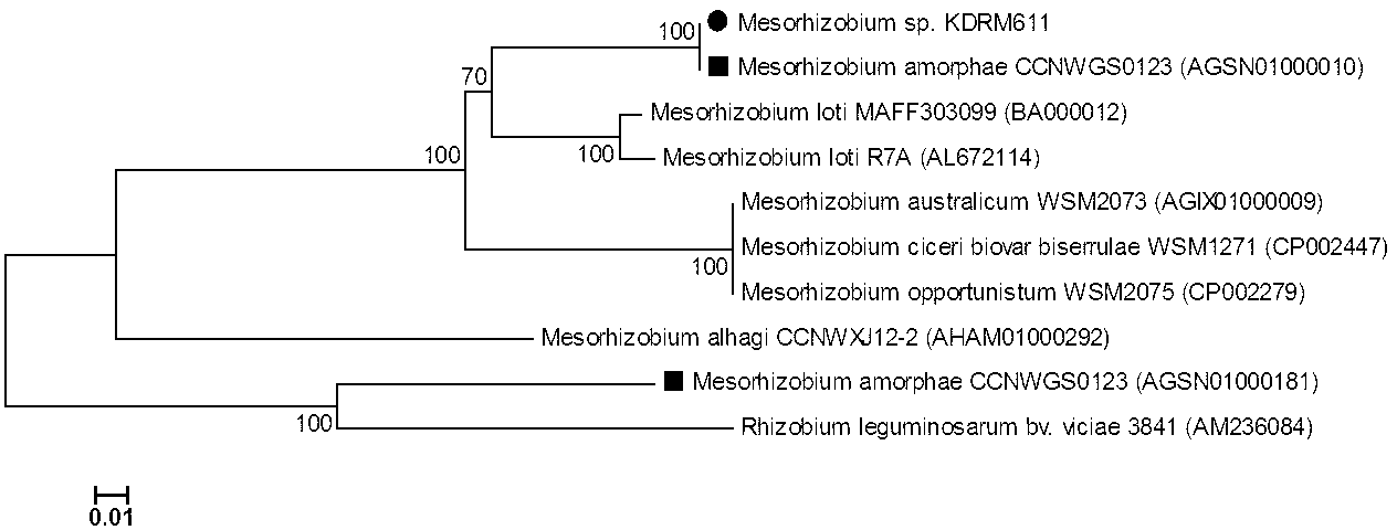 Mesorhizobium KDRM611 and application thereof