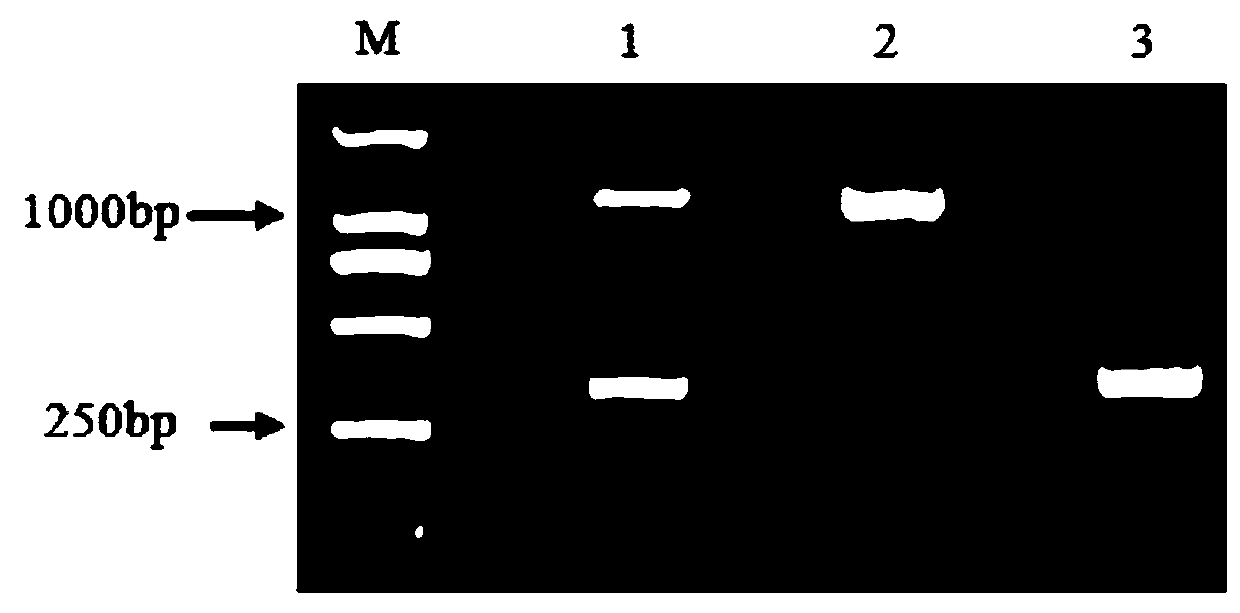 Molecular marker for identifying homozygous or heterozygous types of eriobotrya japonic lindl yellow-flesh character genes and application of molecular marker