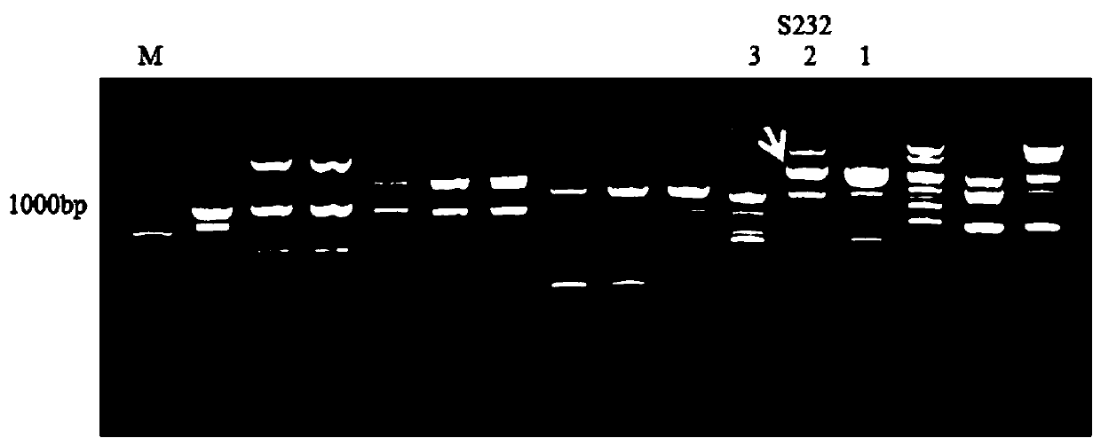 Molecular marker for identifying homozygous or heterozygous types of eriobotrya japonic lindl yellow-flesh character genes and application of molecular marker