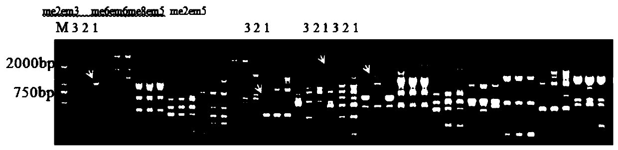 Molecular marker for identifying homozygous or heterozygous types of eriobotrya japonic lindl yellow-flesh character genes and application of molecular marker