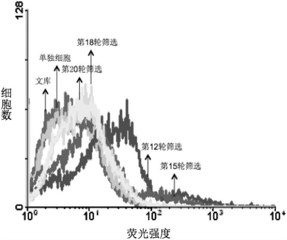 Nonalcoholic fatty liver cell aptamer and application thereof